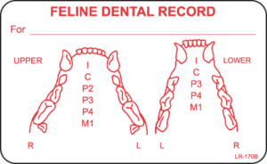 Feline Dental Record Label