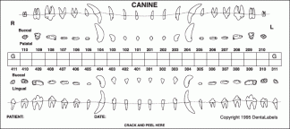 Canine Dental Chart