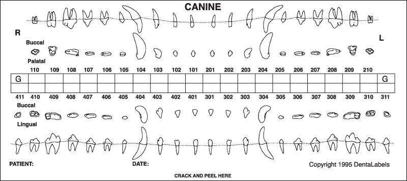 Canine Dental Chart Gallery Of Chart 2019