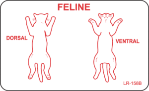 Feline Dorsal Ventral 