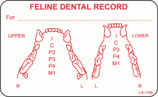 Feline Dental Chart